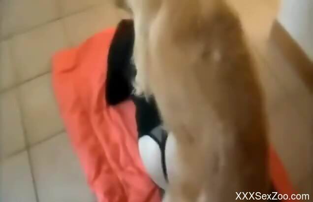 Needy redhead plays with the dog's dick in very sexy rounds