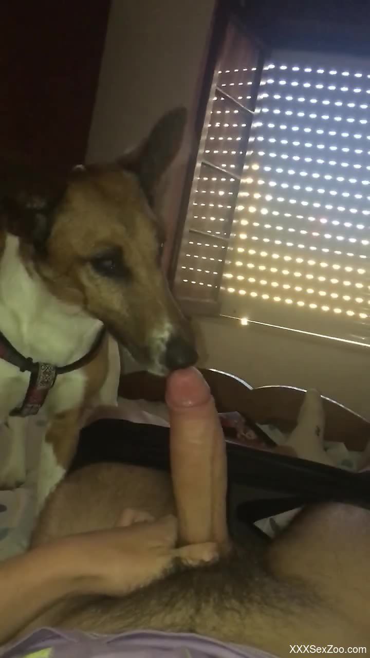 Dude's cock gets pleasured in POV by a sexy dog