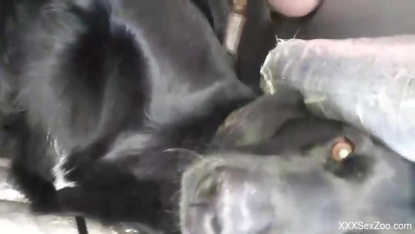 Horny male deep fucks furry animal in restless cam scenes