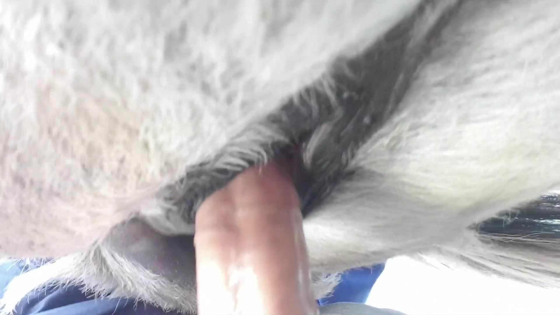 Man sticks whole dick in horse's wet pussy during closeup XXX