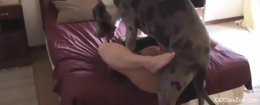 Long-legged babe getting fucked by a sexy animal