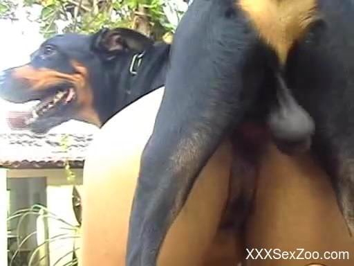 Thick cock of black dog perfectly slides into chickâ€™s holes
