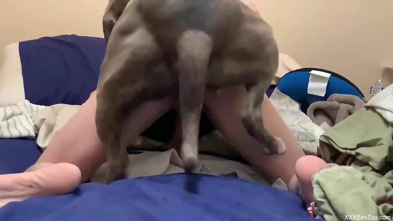 Tight booty of a zoophile gets rammed brutally