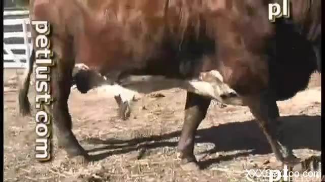 Beautiful cow gets hardly fucked by farmer in nasty Zoo XXX