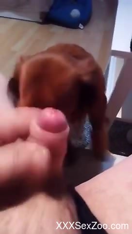 Nice fucking video with a dog that loves dick