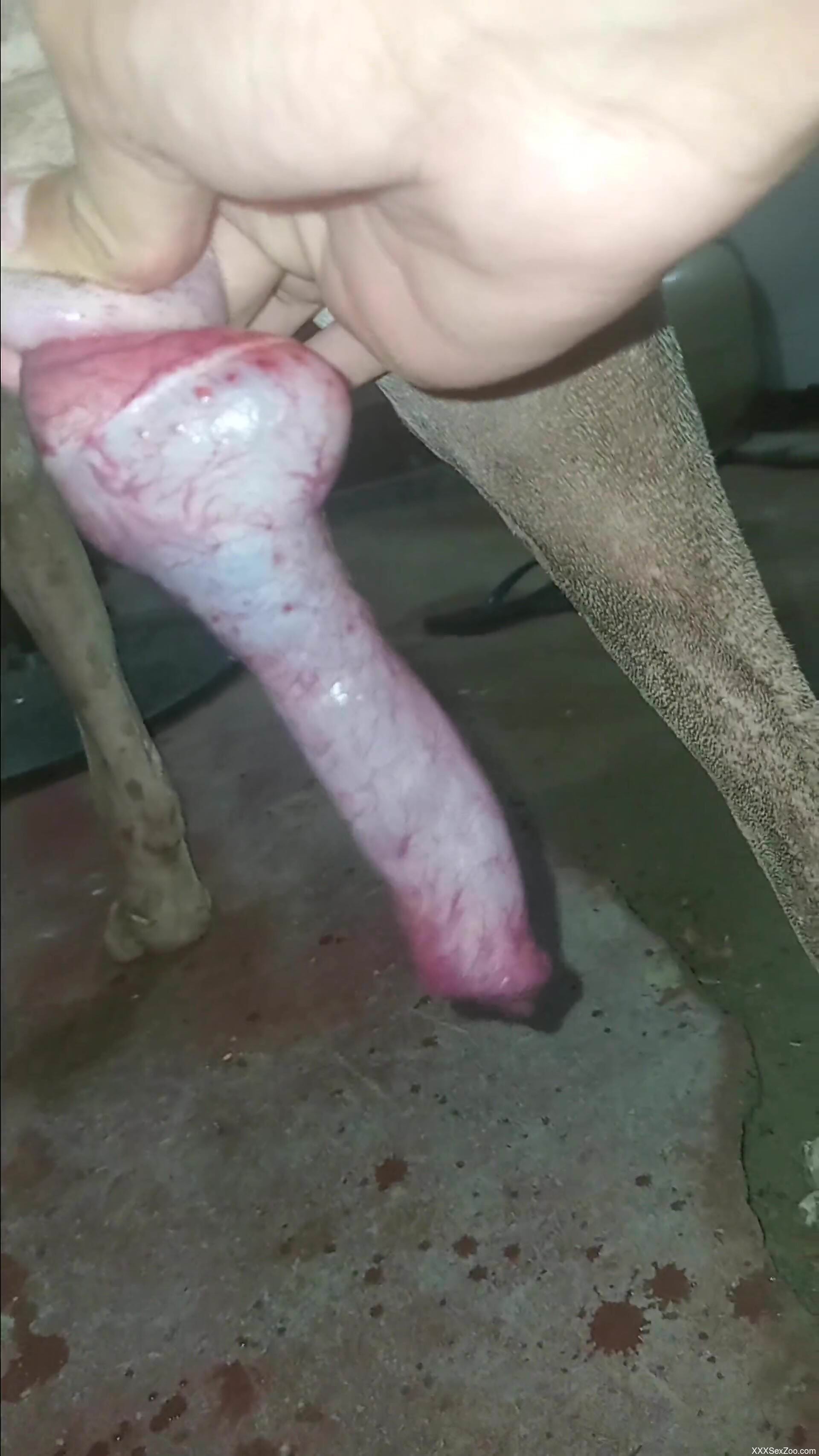 Appealing slut rubs the dog's dick in exceptional perversions