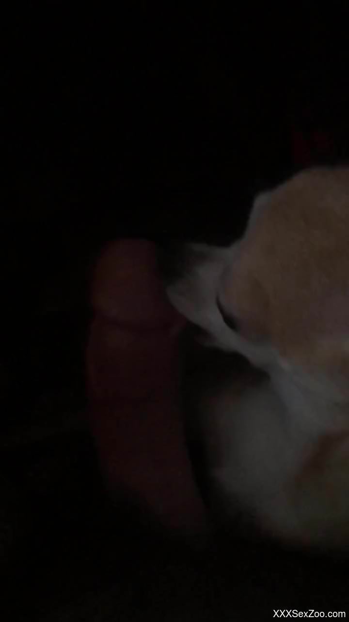 Dude lets this tiny dog lick his sizable dong