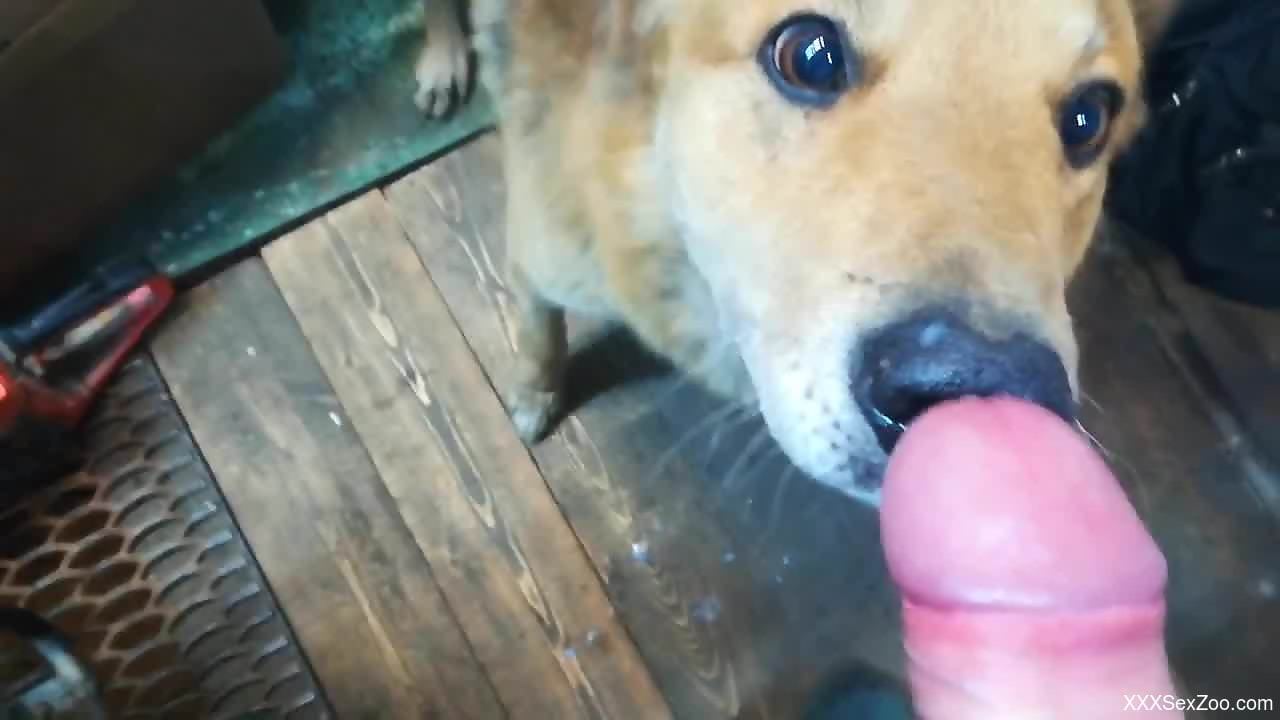 Adorable animal getting covered in fresh hot cum