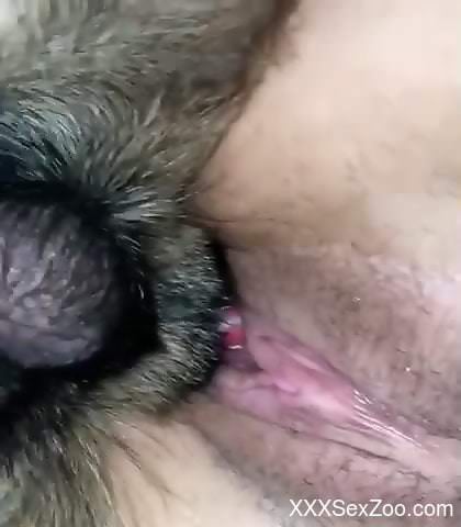 Horny woman feels entire dog dick smashing her tight cunt