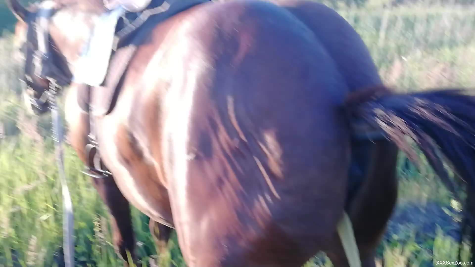 Sexy horse showing off its oozing pussy on camera