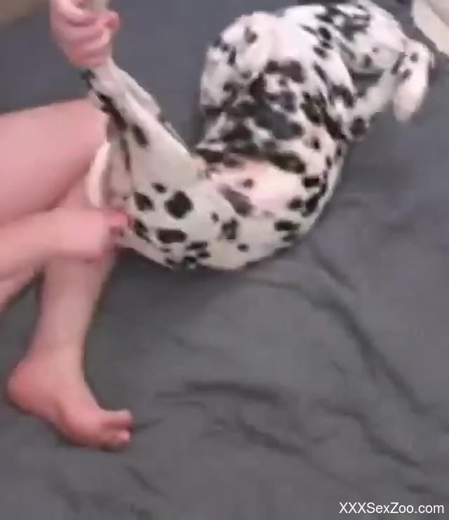 Dalmatian getting dicked violently by a horny dude