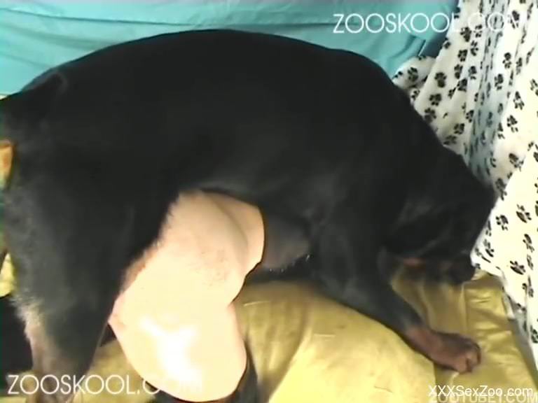 Black dog licking the owner's cunt on camera