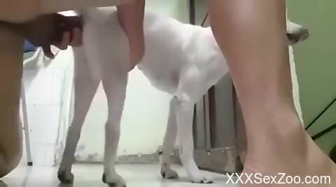 Aroused man deep fucks white dog in the pussy while on cam