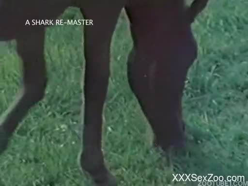 Big-boobed girls are banging with farm animals in vintage bestiality