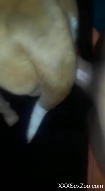 Loud home porn for a naked male in XXX scenes with a horse