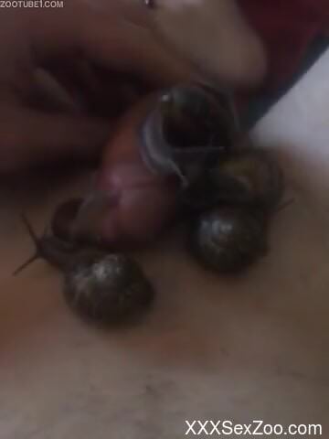 Man jerks off with snails all over his dick