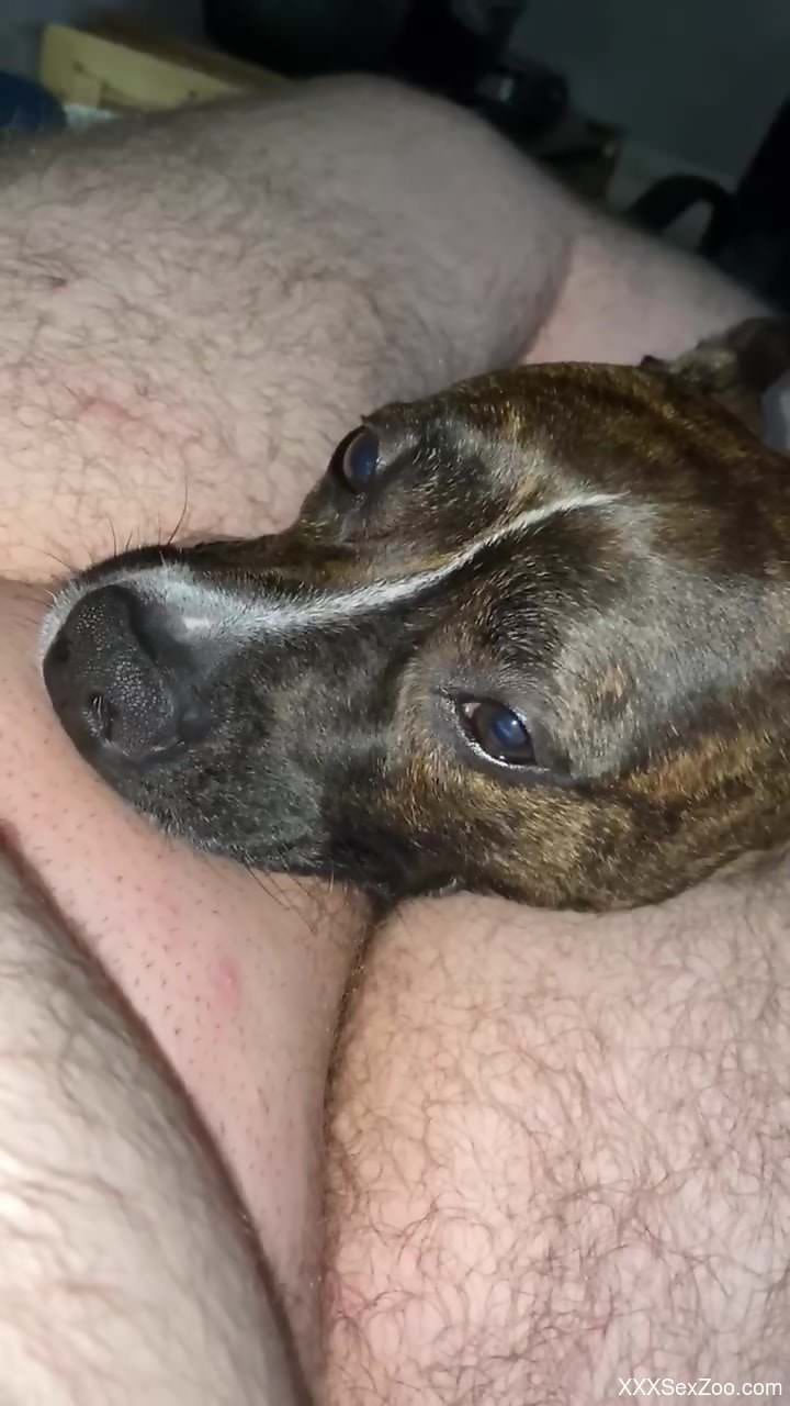 Dog licks and throats man's cock in webcam zoophilia