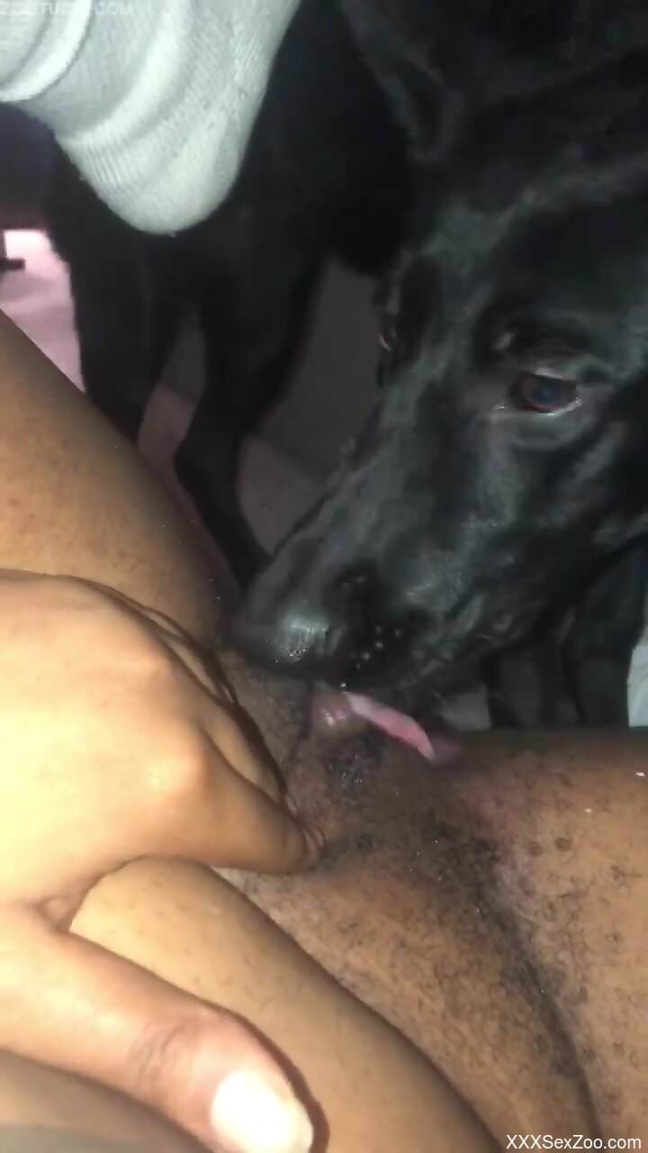 Black dog licking a tasty pussy in a closeup vid