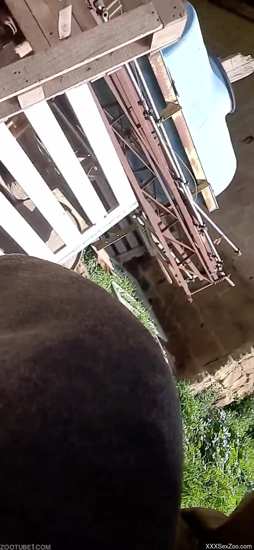 Aroused man plays with the dog's dick in outdoor scenes