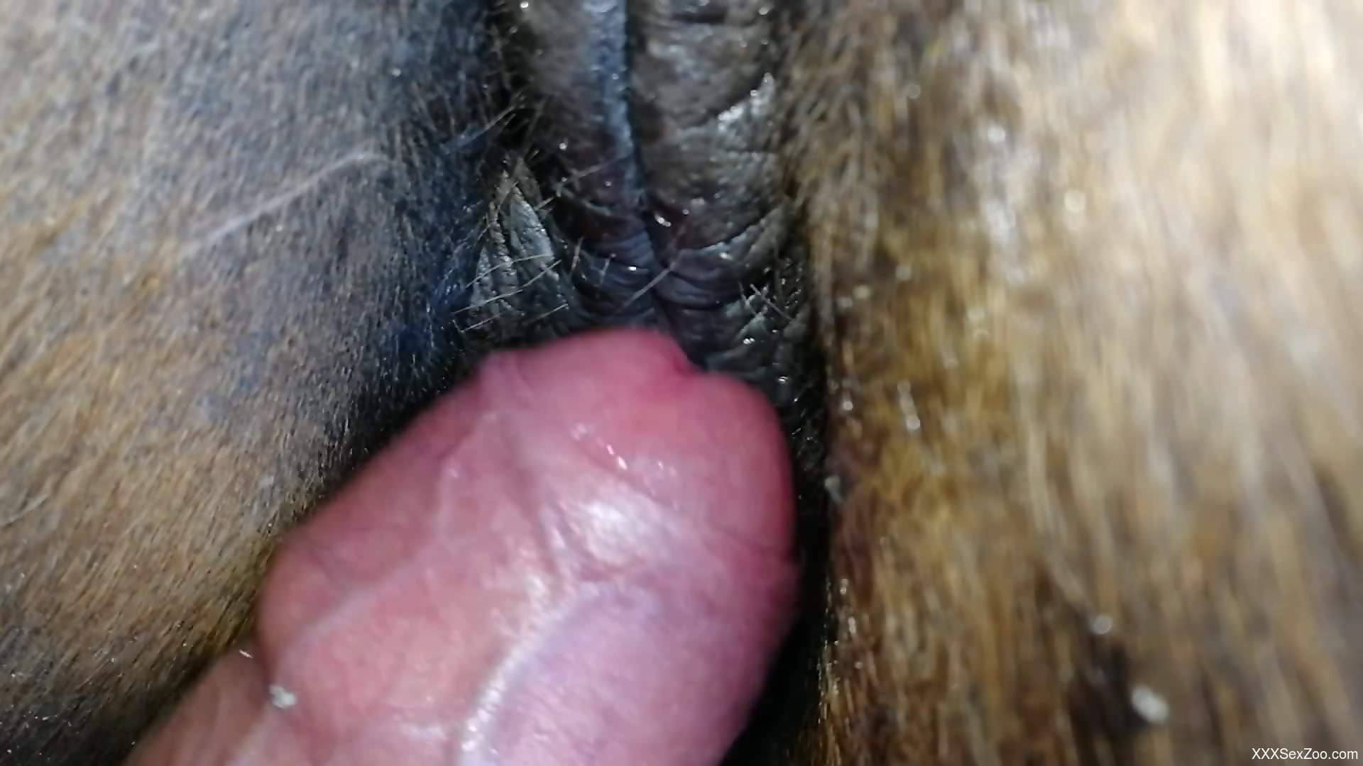 Dude fucking an animal's wet pussy with his hard cock