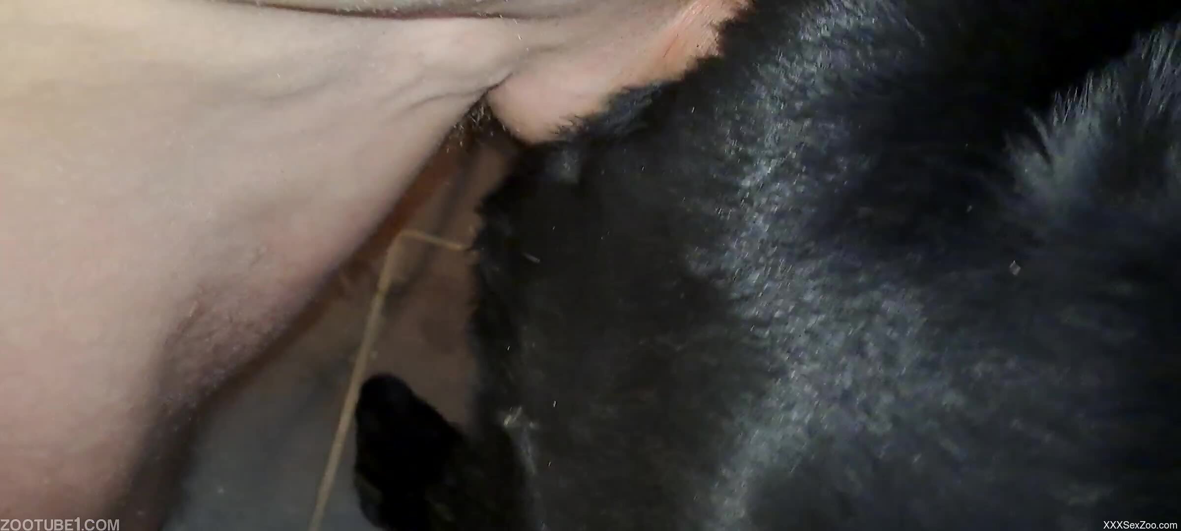 Hard dick of a horny guy punishing the dog's pussy