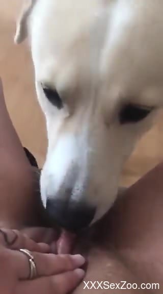 White dog eagerly eating pussy in a POV video