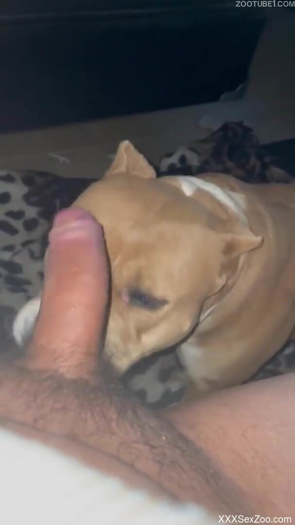 Dog licks man's heavy penis in homemade solo perversions