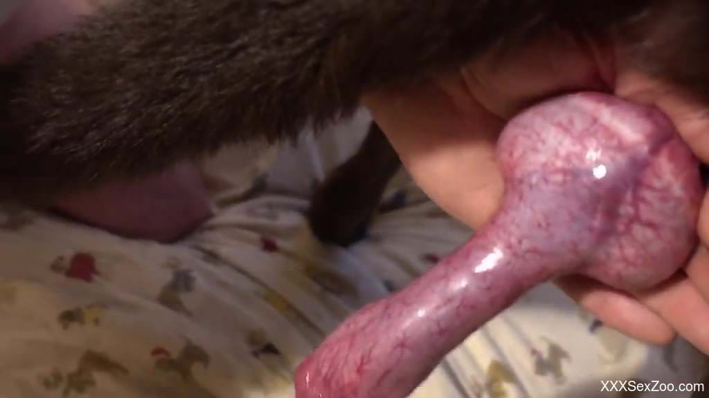 Sexy older man swallows up a dog's red dick on cam