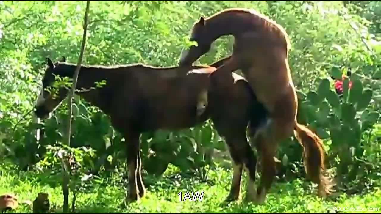 Stallion fucks female horse and zoo lover tapes it