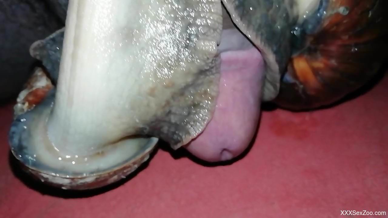 Snails pleasuring a guy's delicious cock on camera