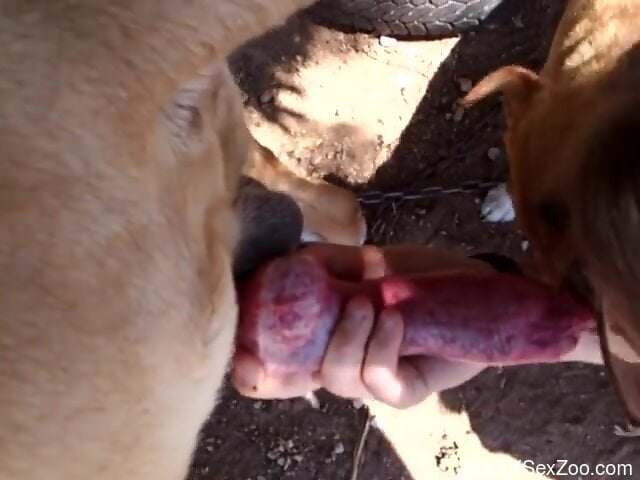 Tasty animal penis is what she loves the most