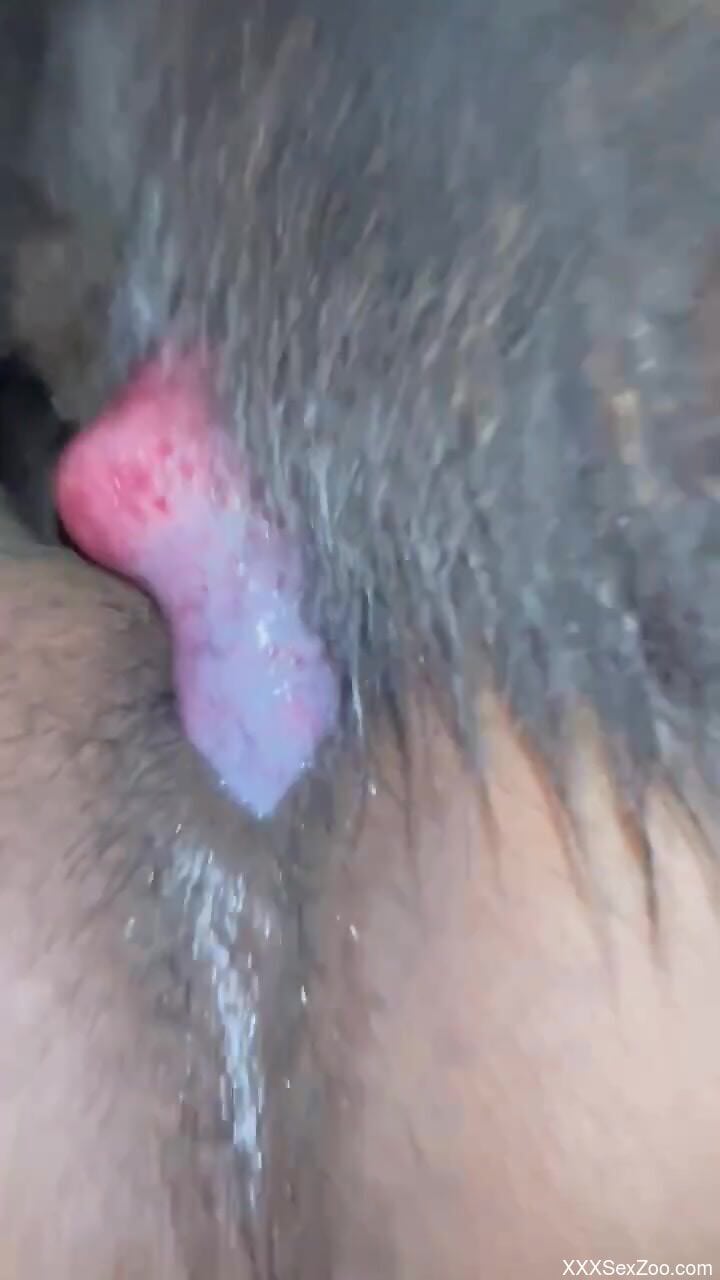 Zoophilic pussy pounded across smoldering closeups