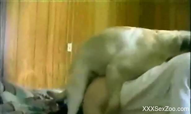 Labrador fucks owner's pussy and creams her clit in homemade XXX