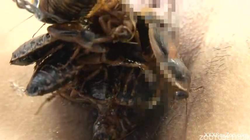 Insane Asian zoophilia scenes caught on camera