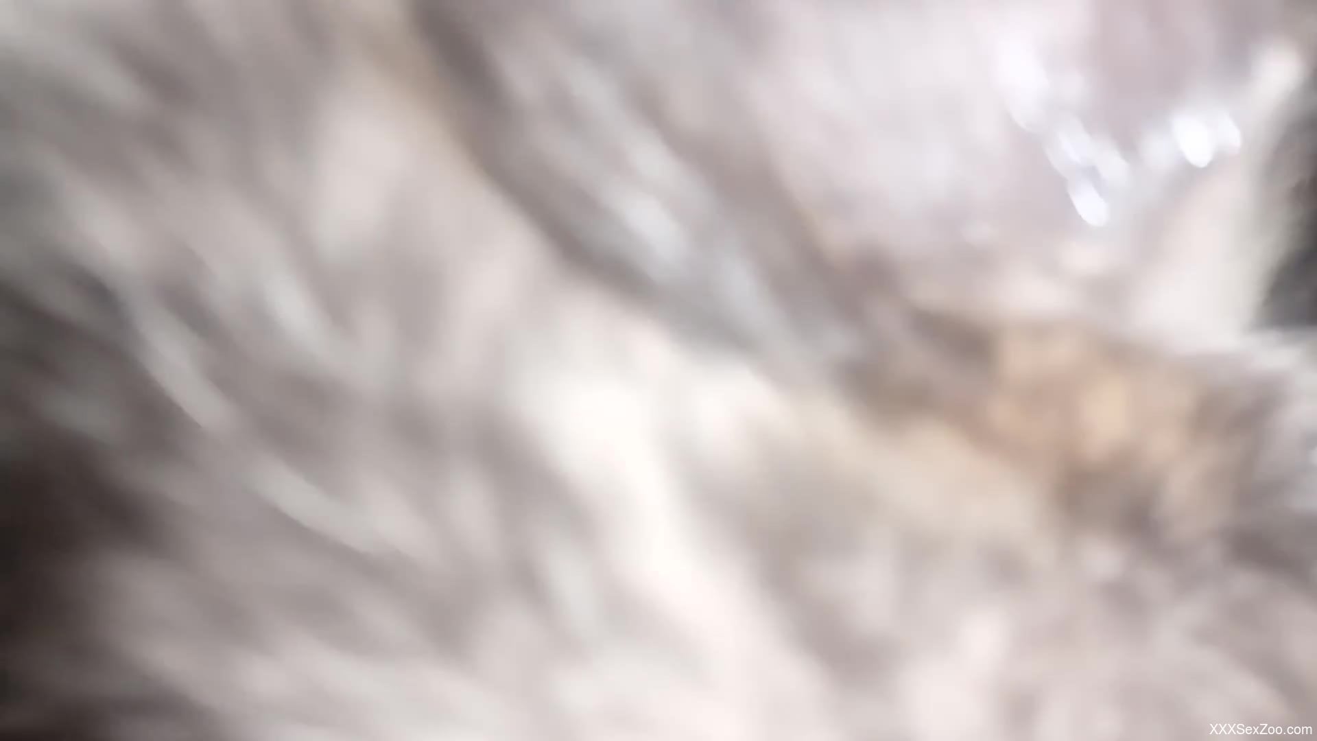 Confusing yet sexy POV zoophile fuck movie in HD