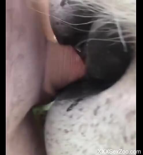 Sexy animals are going to be stretched forever