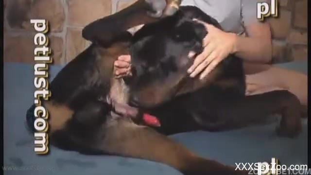 Male zoophile is sucking a massive hard boner of a black dog