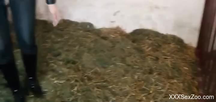 Clothed brunette feels pig's penis right in the ass