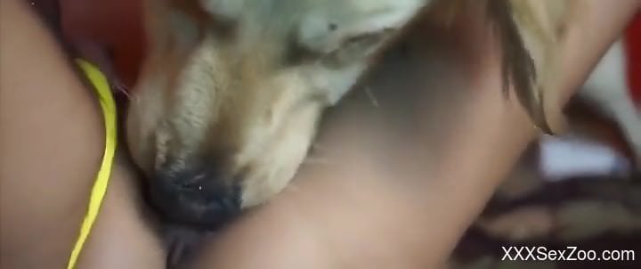 Masked beauty worships a dog's dick on a big bed