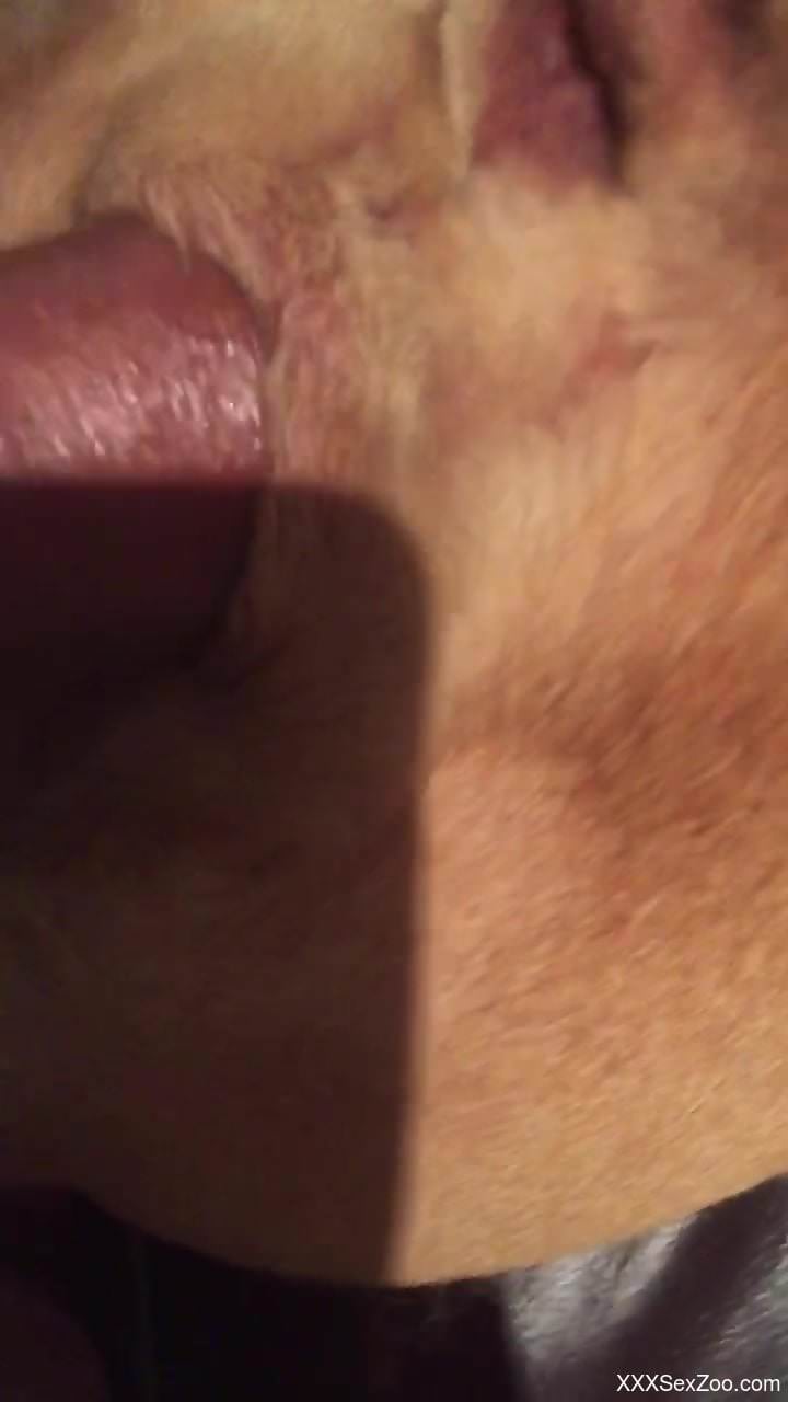Man deep fucks his cow and cums on its fur