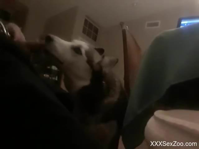 Dude with a floppy cock gets a nice blowjob from a dog