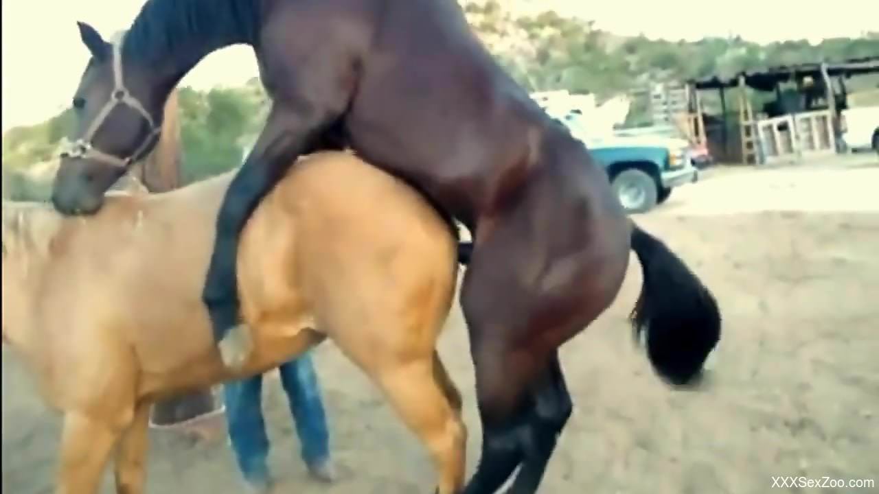 Big-dicked brown stallion fucking a sexy mare
