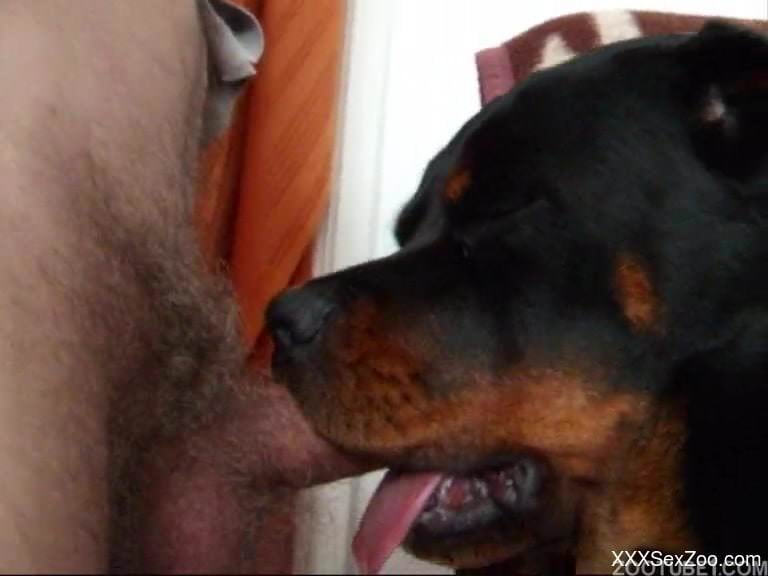 Dog sniffs and sucks masters's cock in hot zoo XXX