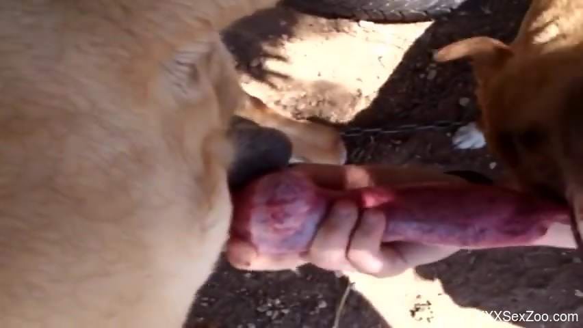 Dog's red cock getting pleasured by a kinky babe