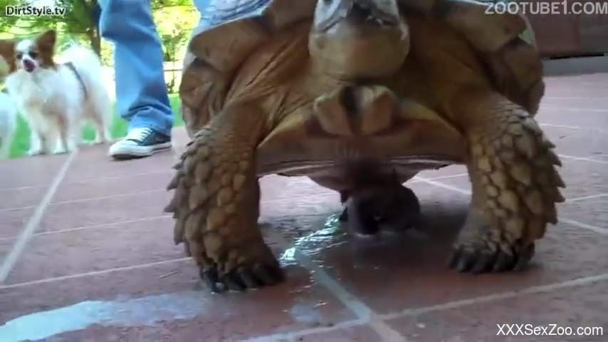 Naughty porn scenes with teens and a tortoise during xxx amateur