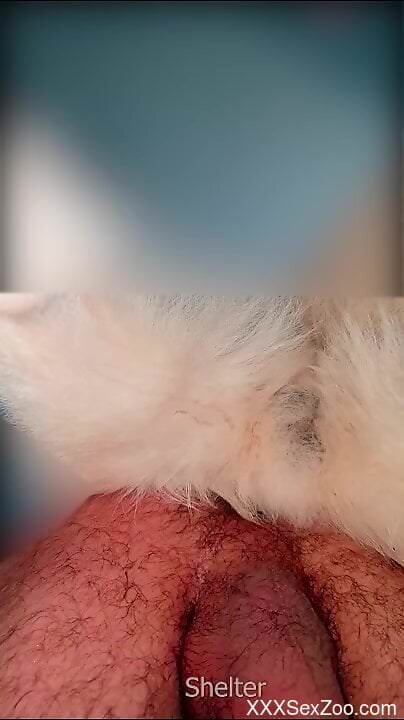 Aroused man feels dog's tiny pussy in excellent positions