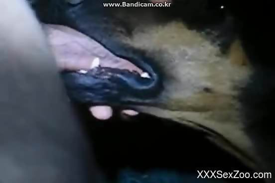 Dude fucking a dog's throat in a passionate video