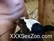 Man sticks his dick into the baby veal's mouth