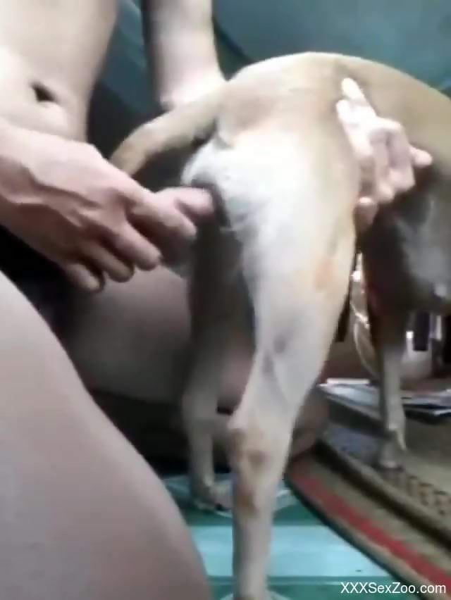 Guy with a long cock fucking a dog's meaty puss