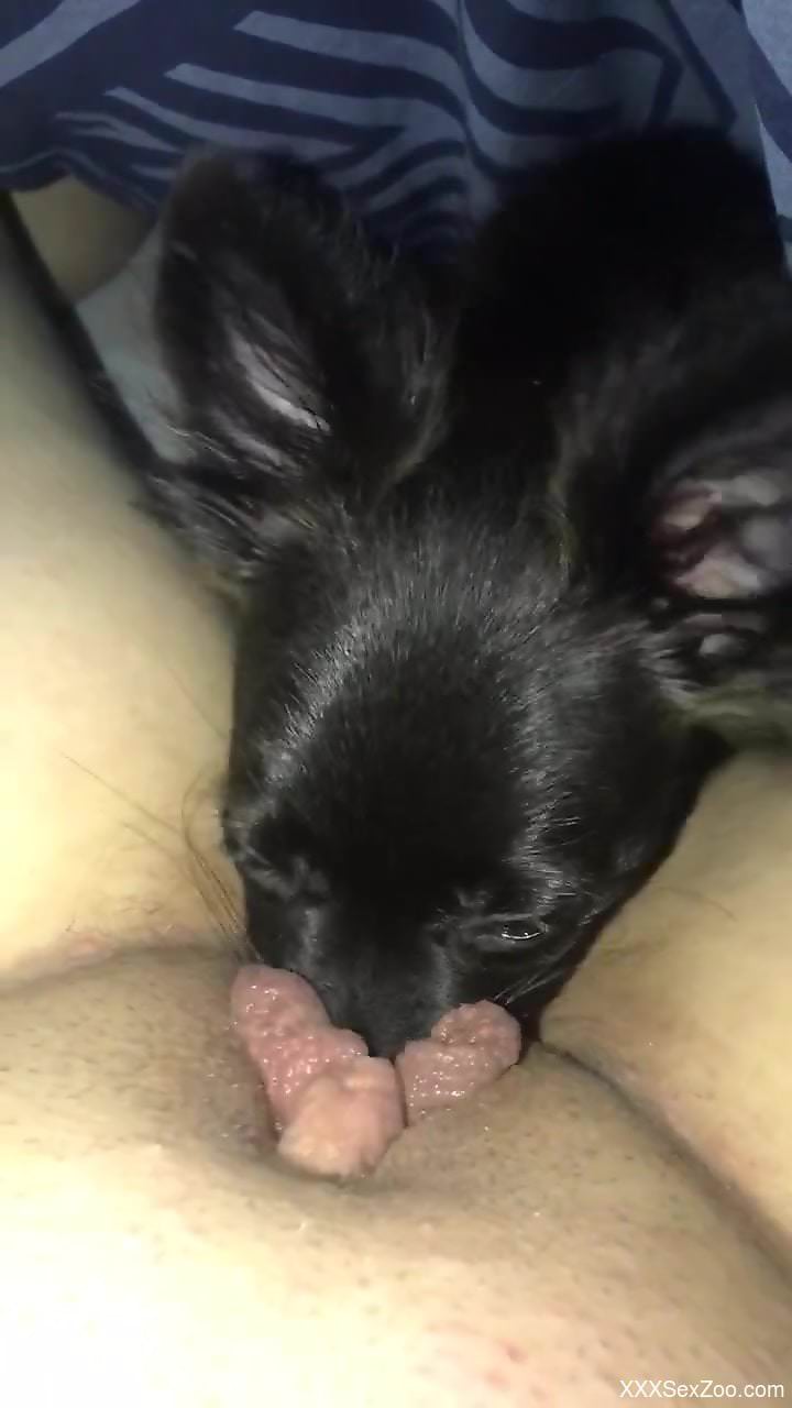 POV cunnilingus experience with a sexy black dog